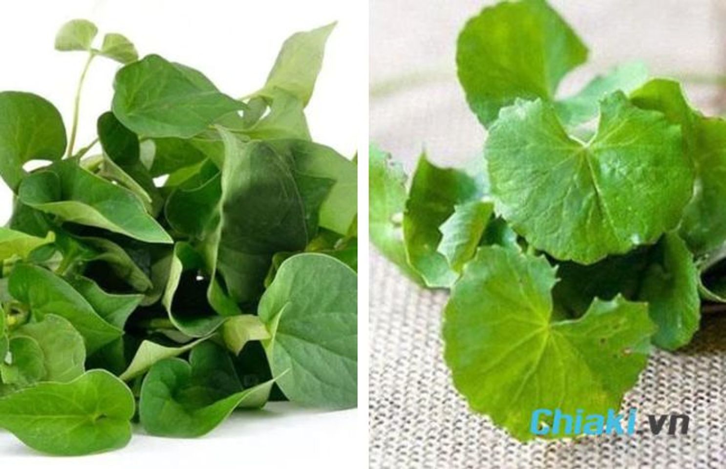 C&aacute;ch l&agrave;m mặt nạ diếp c&aacute; rau m&aacute;