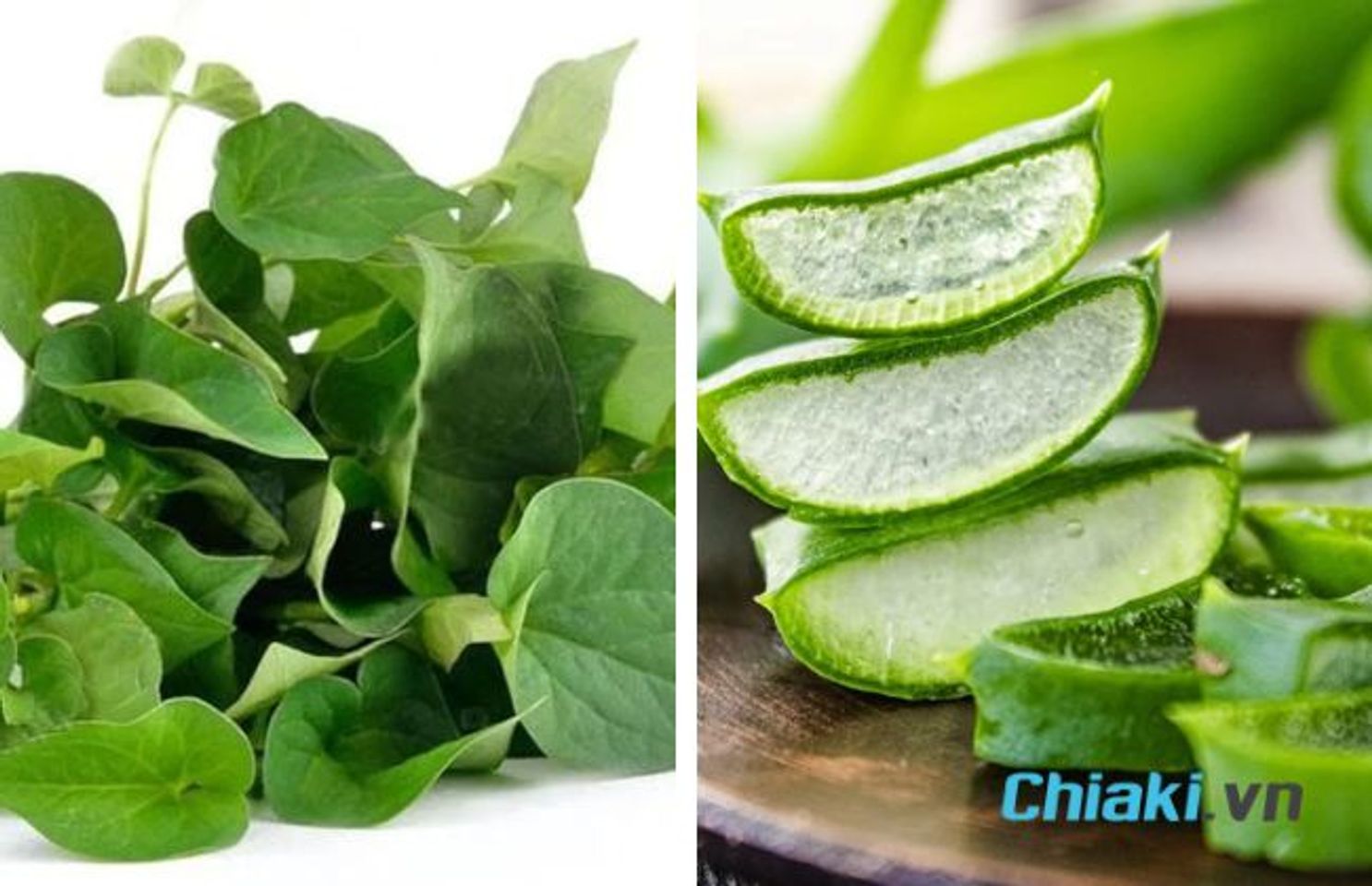 C&aacute;ch l&agrave;m mặt nạ rau diếp c&aacute; nha đam