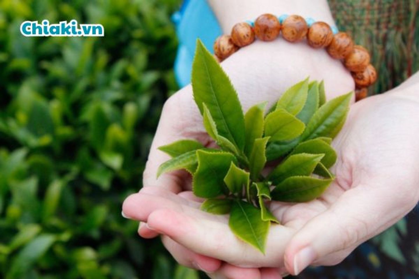 X&ocirc;ng mặt trị mụn bằng l&aacute; tr&agrave; xanh tươi