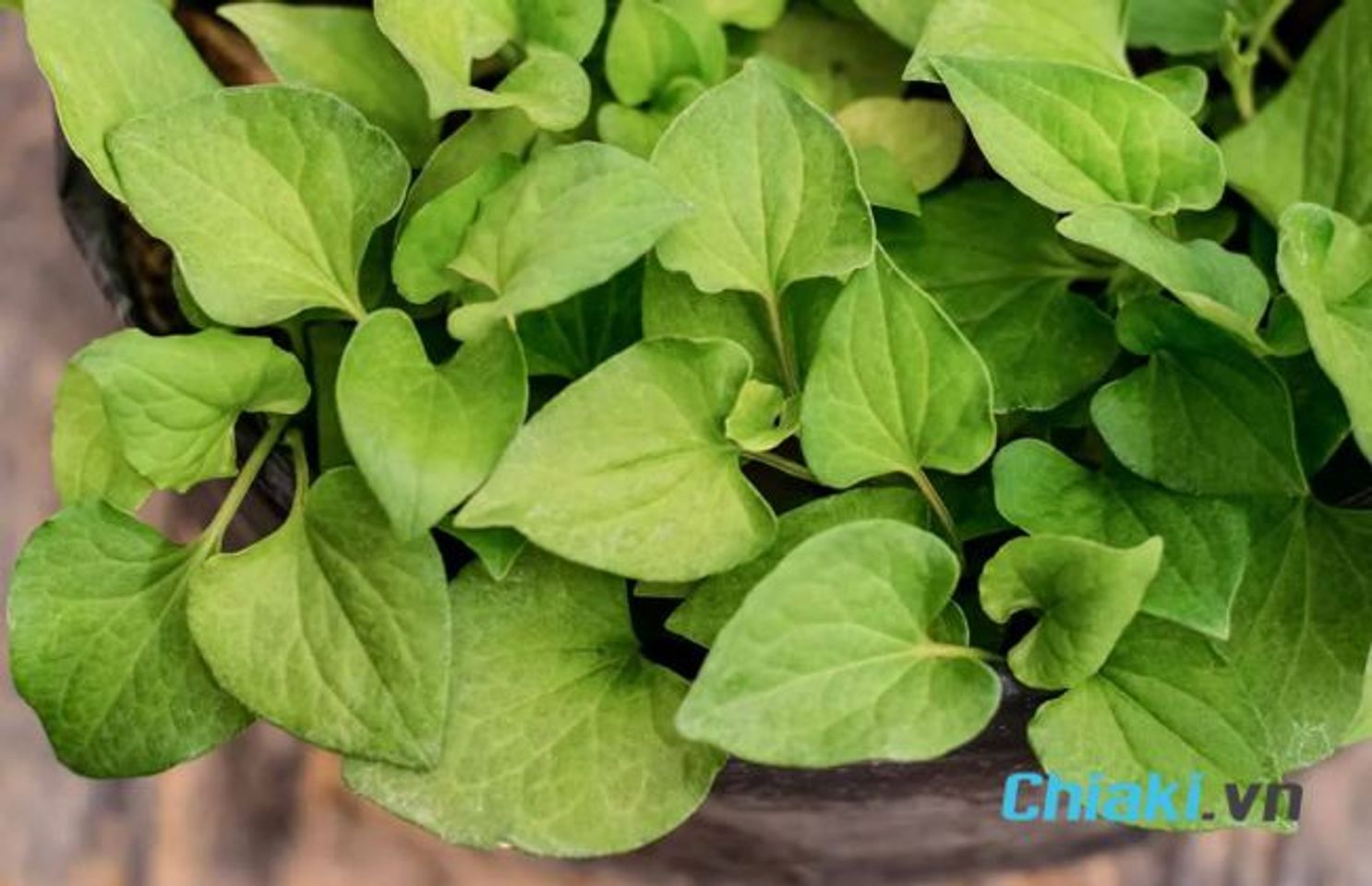 Mặt nạ diếp c&aacute; c&oacute; ưu &dstrok;iểm g&igrave;
