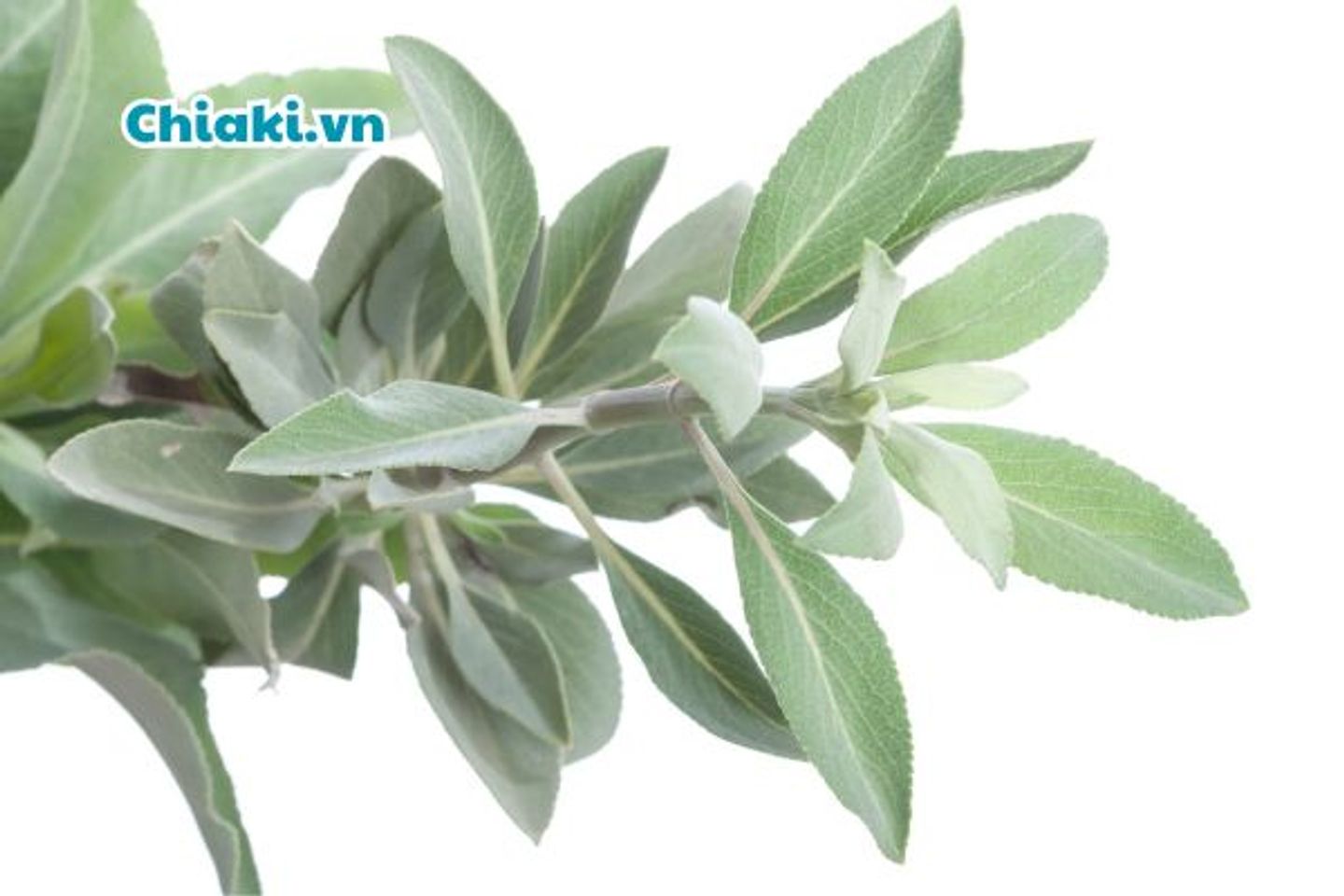 Mẹo ti&ecirc;u sữa bằng c&acirc;y x&ocirc; thơm