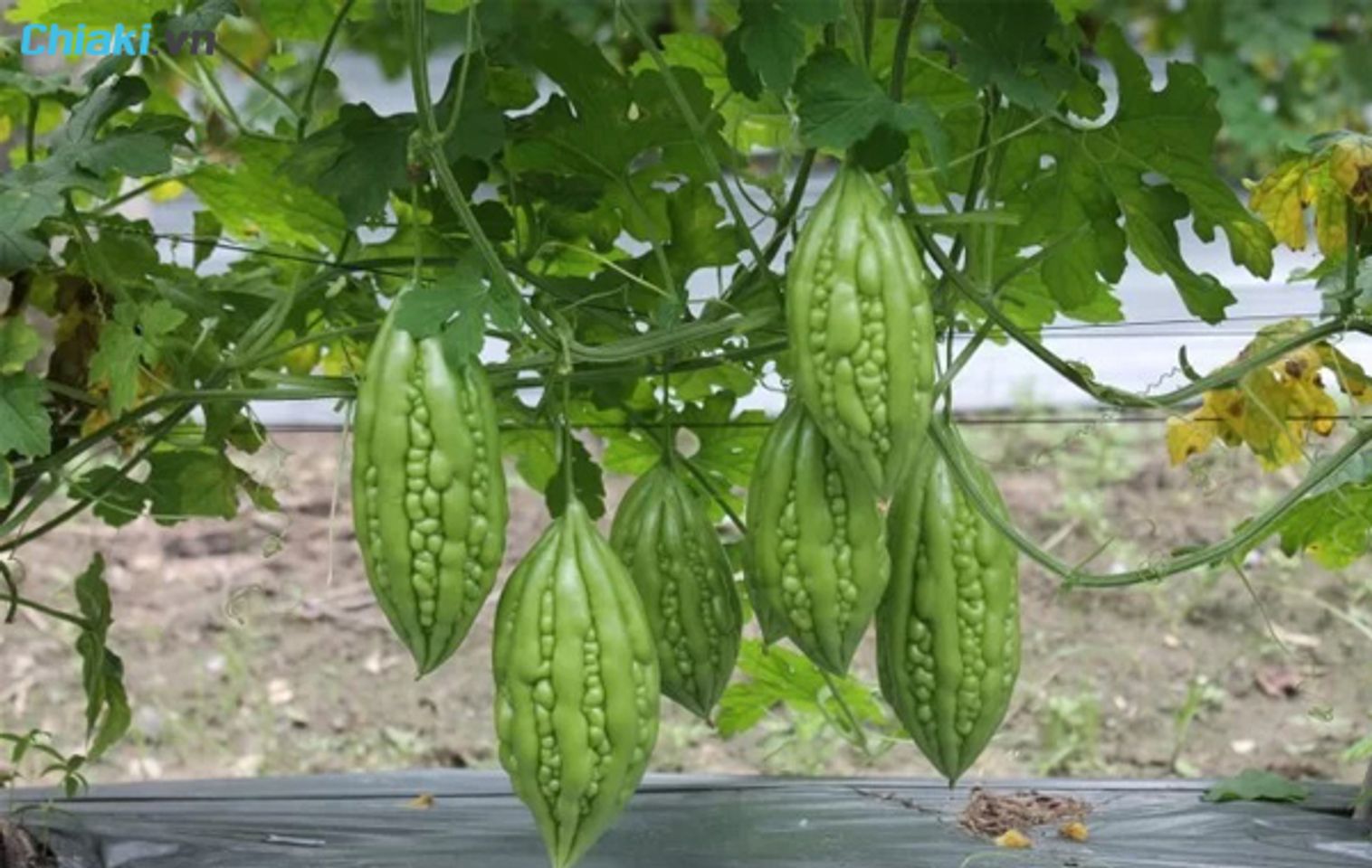 mẹo d&acirc;n gian chữa ch&agrave;m sữa cho trẻ sơ sinh bằng quả mướp đắng