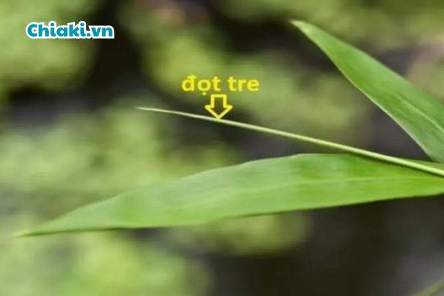 Mẹo trị ọc sữa cho trẻ sơ sinh bằng đọt tre