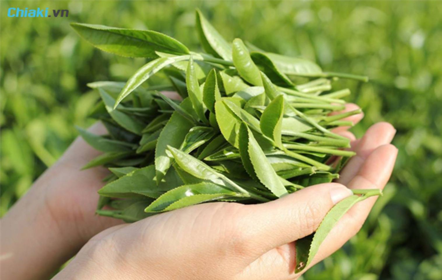 uống nước tr&agrave; xanh, tắm l&aacute; tr&agrave; xanh để cải thiện dị ứng v&agrave; mẩn ngứa