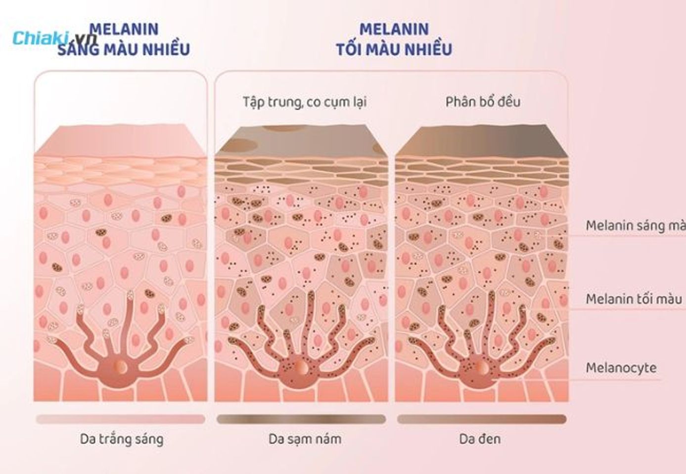 Qu&aacute; tr&igrave;nh h&igrave;nh th&agrave;nh hắc tố melanin