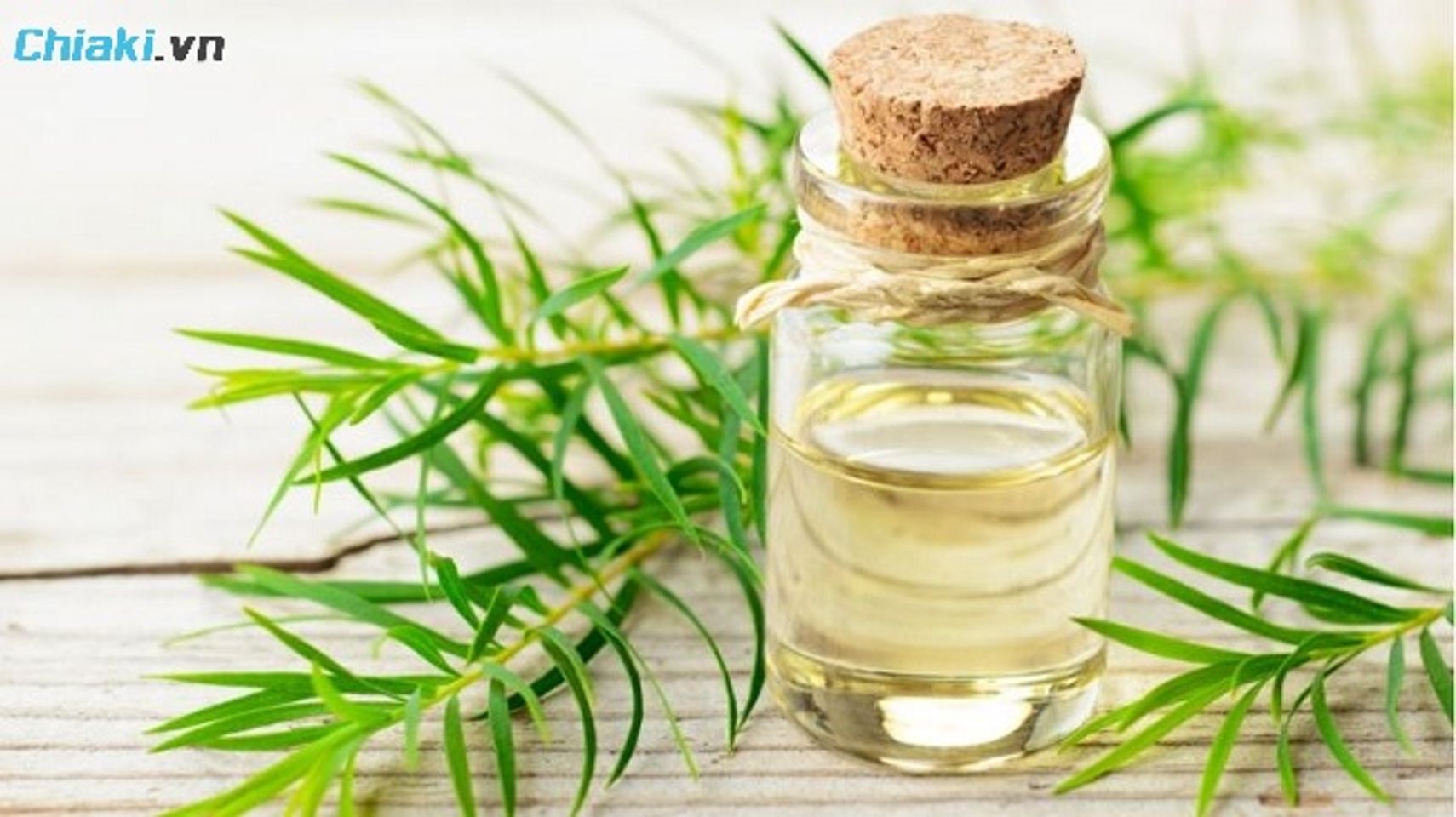 C&aacute;ch chữa vi&ecirc;m phụ khoa nặng bằng tinh dầu tr&agrave;m tr&agrave;