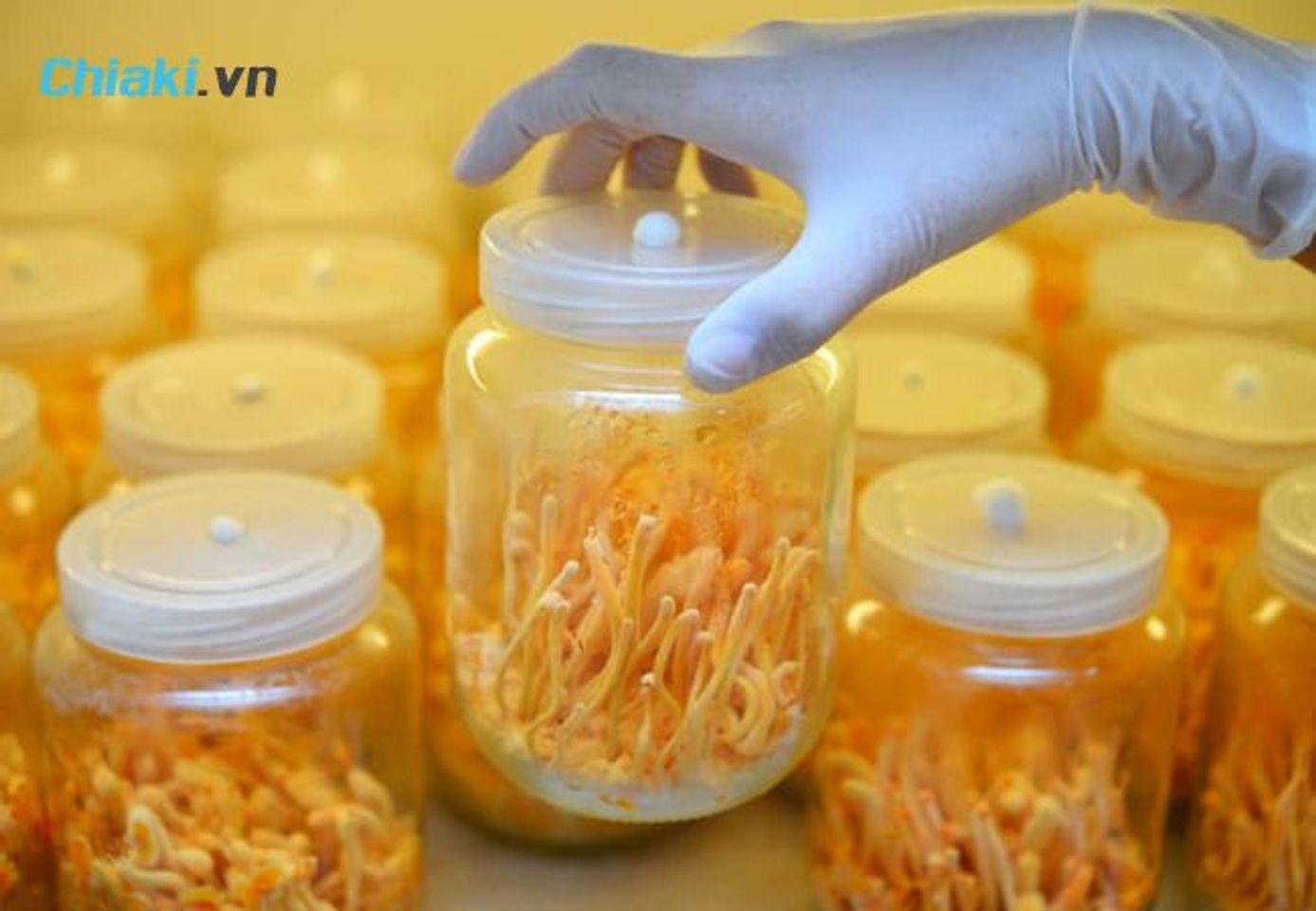 Gi&aacute; đ&ocirc;ng tr&ugrave;ng hạ thảo nh&acirc;n tạo (nu&ocirc;i cấy)