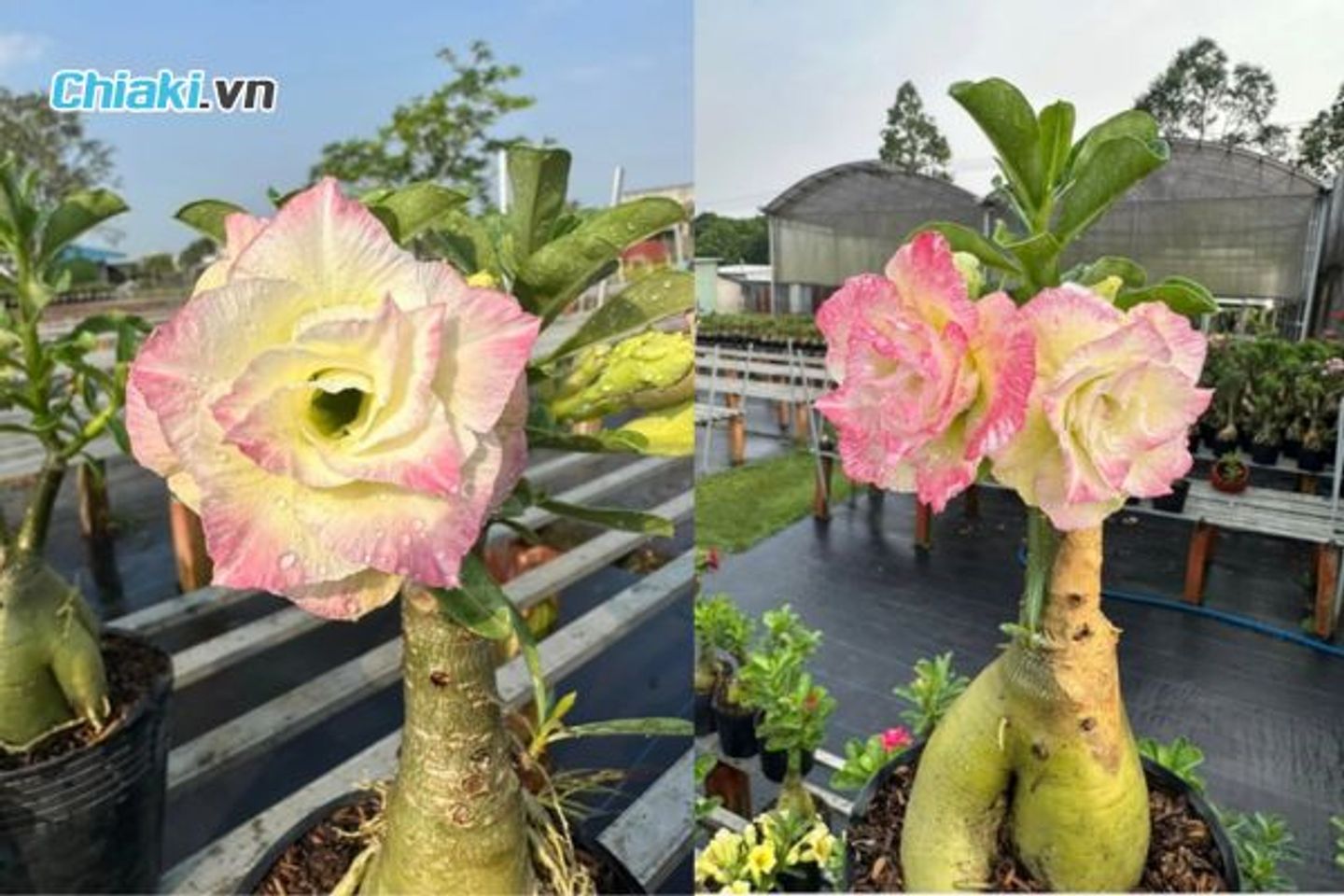 Hạt giống hoa sứ Th&aacute;i Lan c&aacute;nh ti&ecirc;n gh&eacute;p 3 m&agrave;u