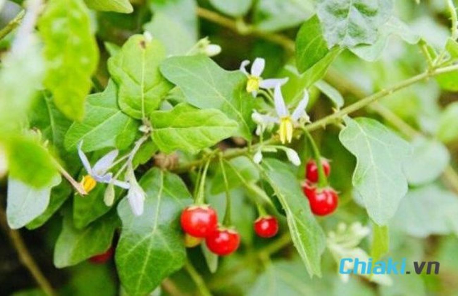 Thuốc c&agrave; gai leo l&agrave; g&igrave;