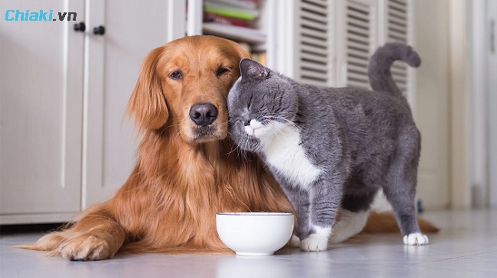 Ch&oacute; m&egrave;o thiếu sắt thường mệt mỏi, uể oải, ch&aacute;n ăn, l&ocirc;ng xỉn