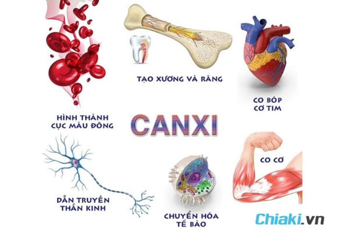 Sắt v&agrave; Canxi uống c&aacute;ch nhau bao l&acirc;u để hấp thu tốt nhất