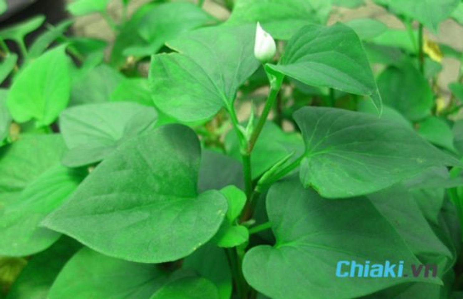 Ăn rau diếp c&aacute; gi&uacute;p điều h&ograve;a kinh nguyệt