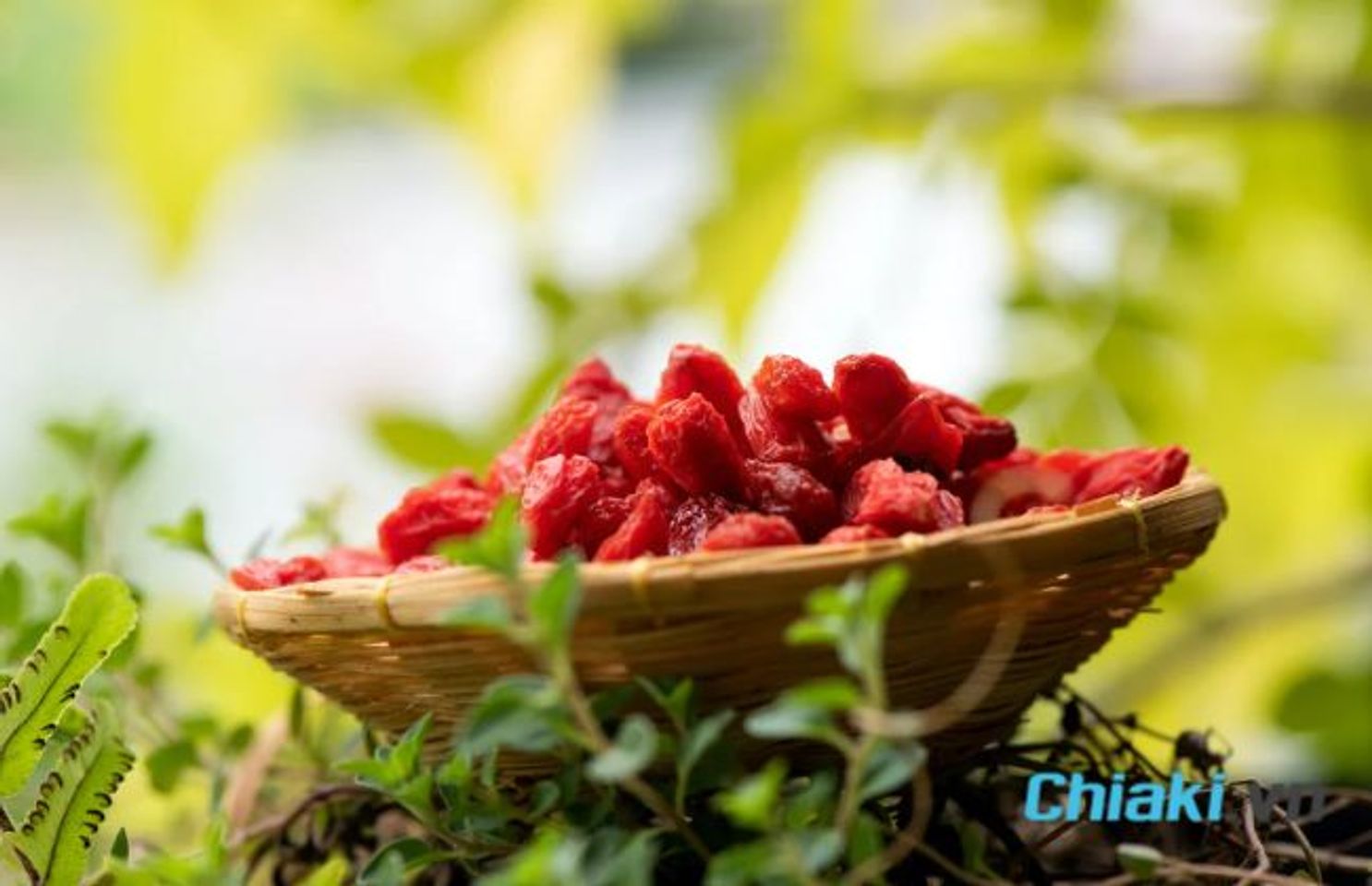 Ti&ecirc;u ch&iacute; lựa chọn kỷ tử hữu cơ chất lượng