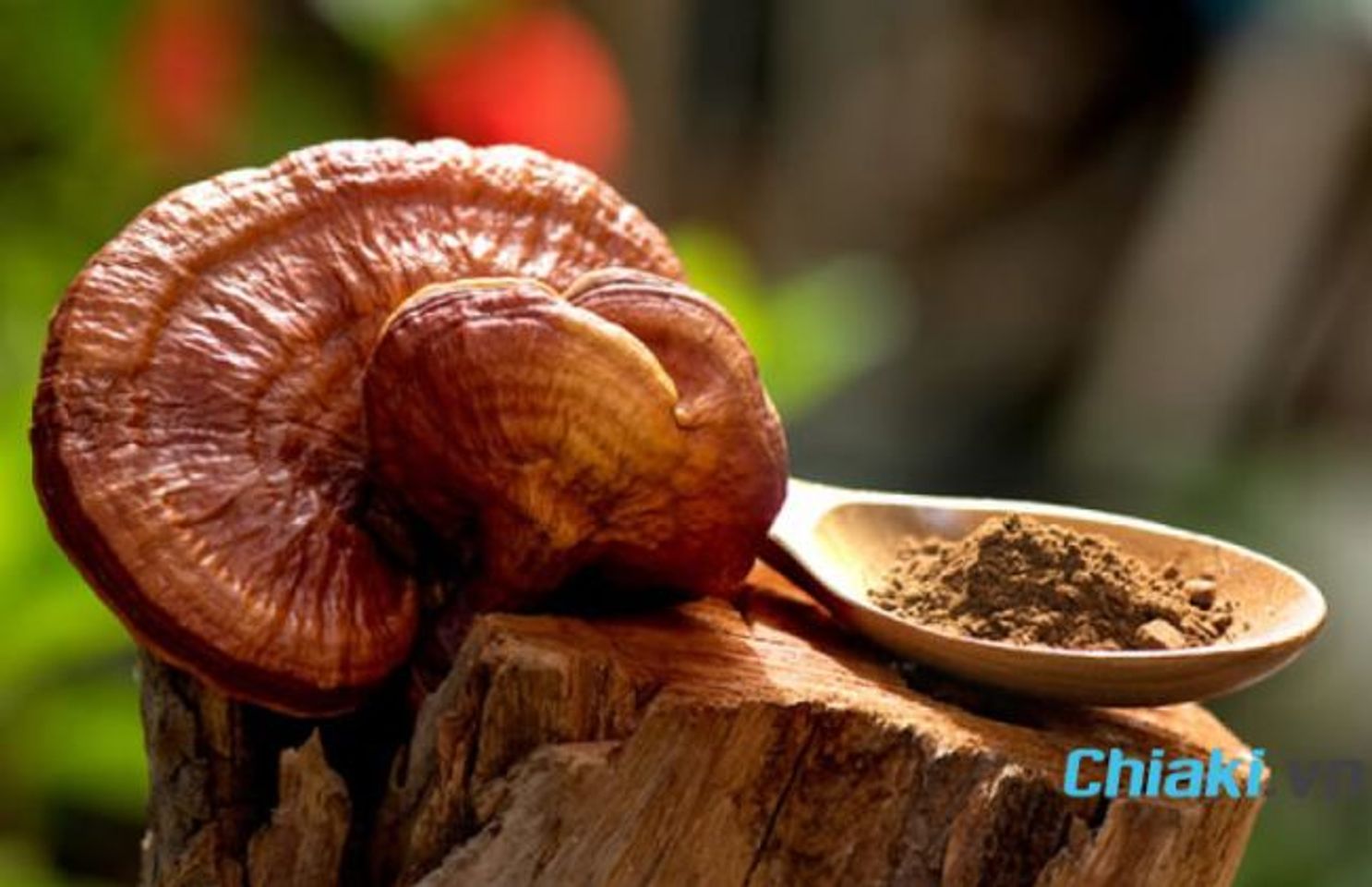 Gi&aacute; nấm linh chi l&agrave; bao nhi&ecirc;u