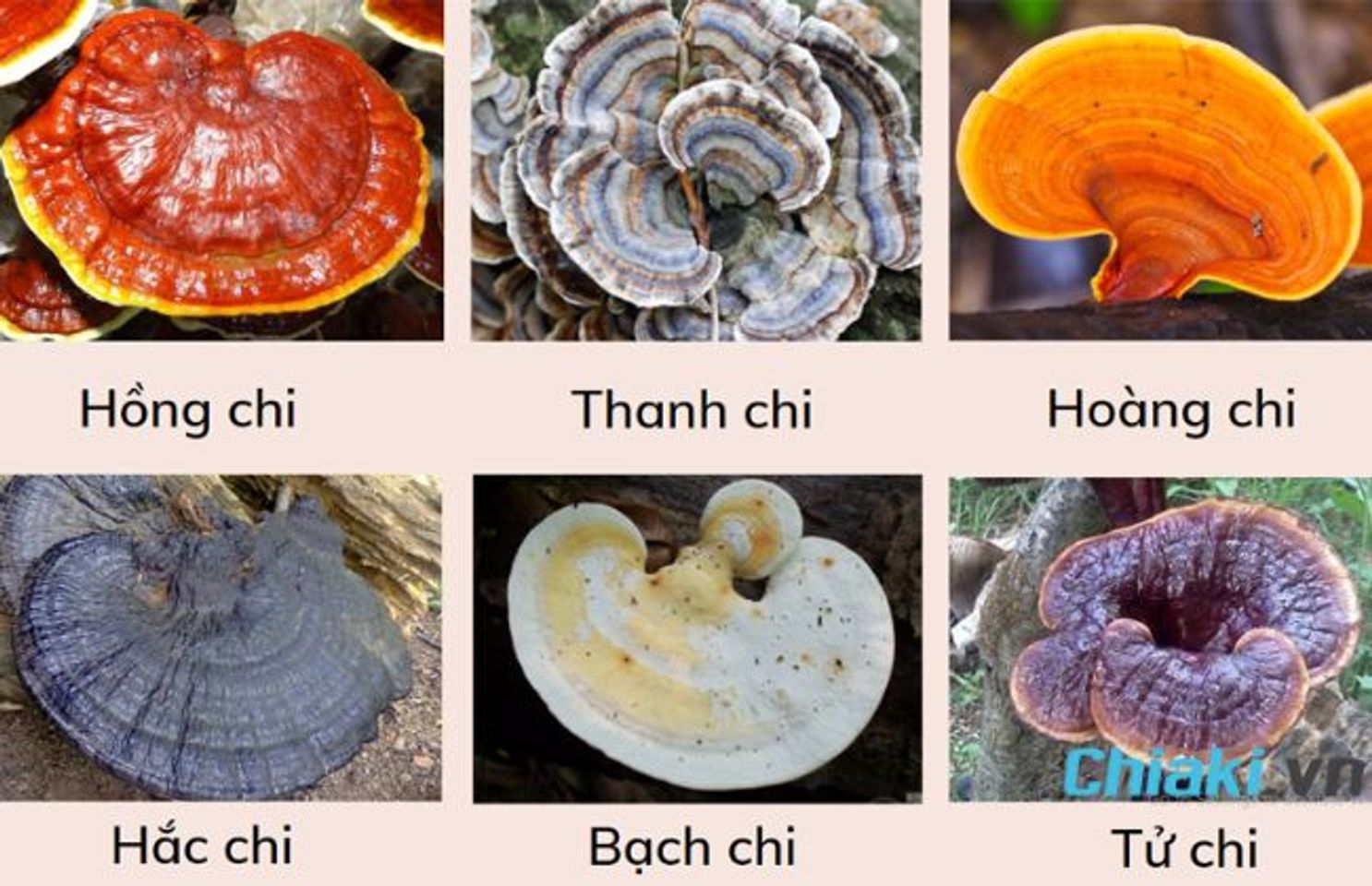 Ph&acirc;n loại nấm linh chi theo m&agrave;u sắc