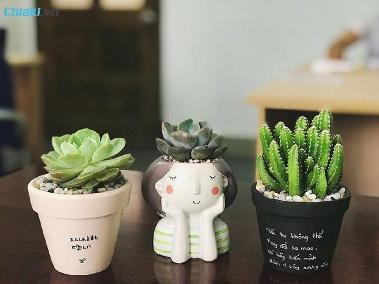 Chậu c&acirc;y mini để b&agrave;n mang &yacute; nghĩa về sự ki&ecirc;n cường, sức sống