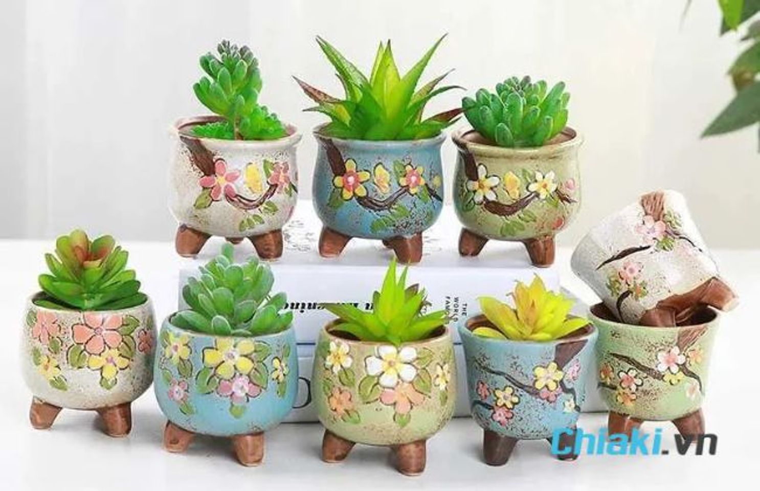 Qu&agrave; sinh nhật - Chậu c&acirc;y mini