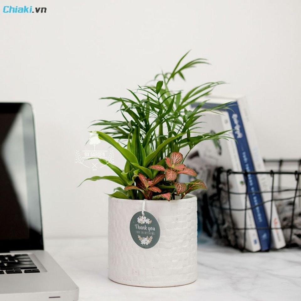 b&agrave;n l&agrave;m việc đủ rộng th&igrave; h&atilde;y thử tặng sếp/ đồng nghiệp nữ của bạn bằng những chậu c&acirc;y cảnh nhỏ xinh
