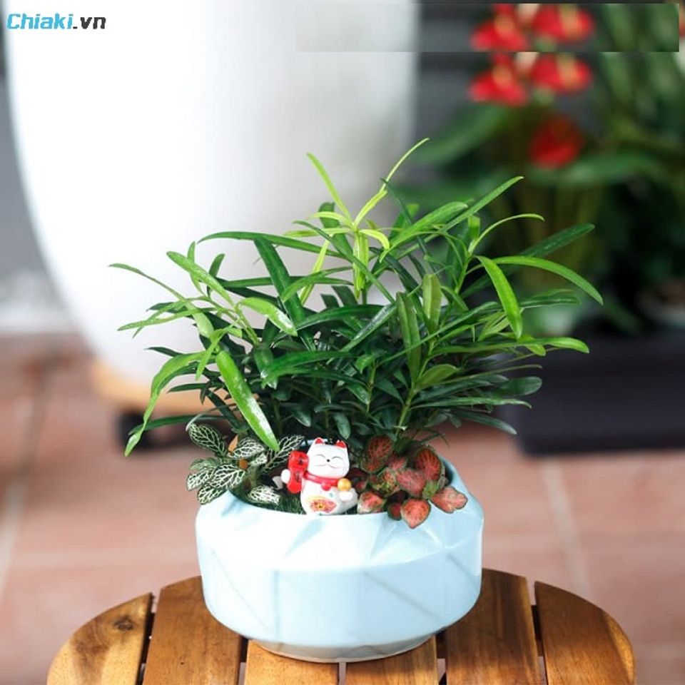 C&acirc;y cảnh để b&agrave;n l&agrave;m việc l&agrave; m&oacute;n qu&agrave; khiến tinh thần thư th&aacute;i, s&aacute;ng tạo hơn.