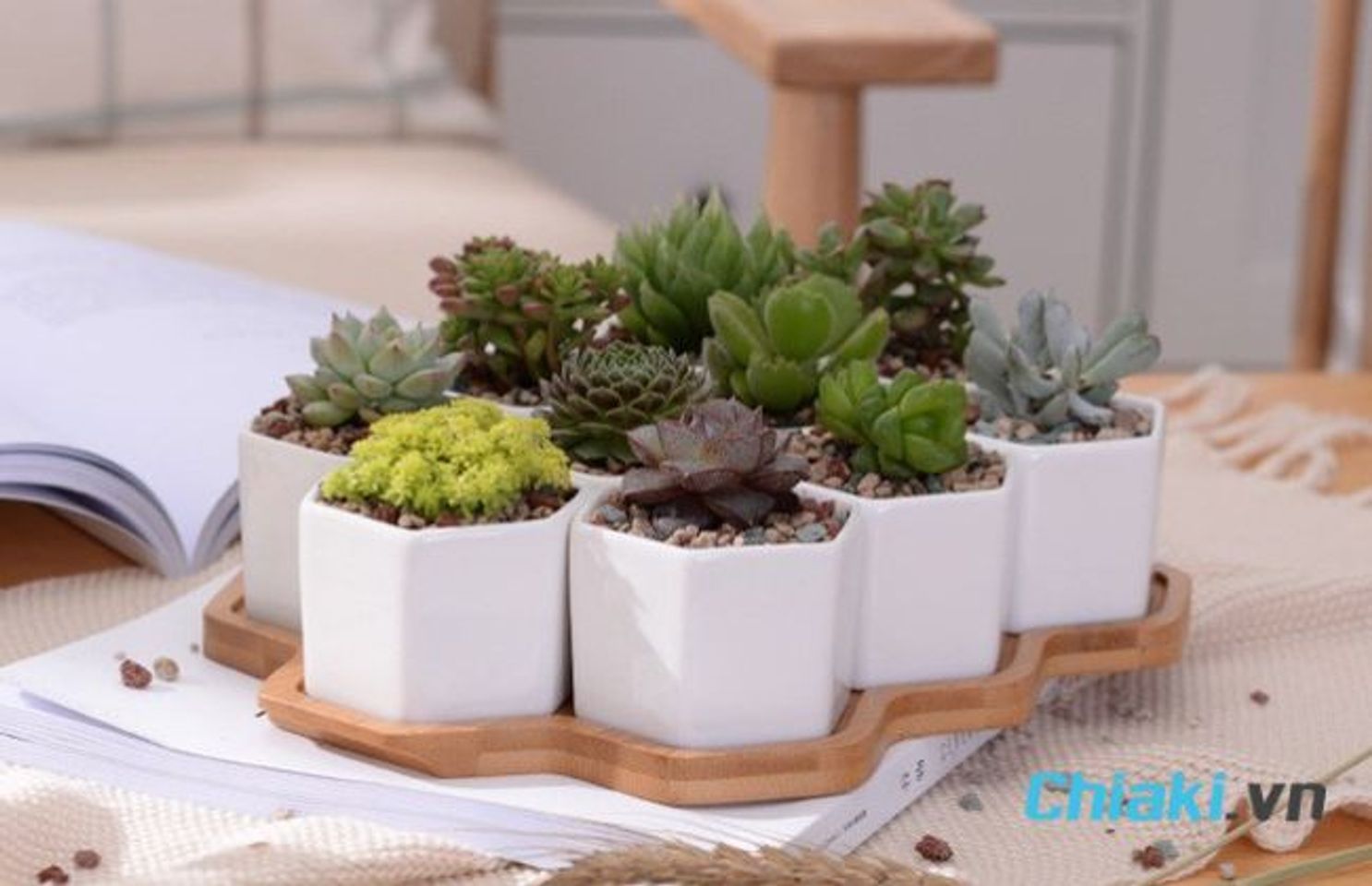 Qu&agrave; sinh nhật cho nữ dưới 100k - Chậu c&acirc;y mini