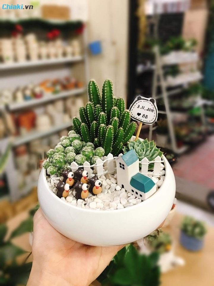 Chậu c&acirc;y cảnh mini mang lại năng lượng t&iacute;ch cực, giảm căng thẳng trong những giờ l&agrave;m việc căng thẳng