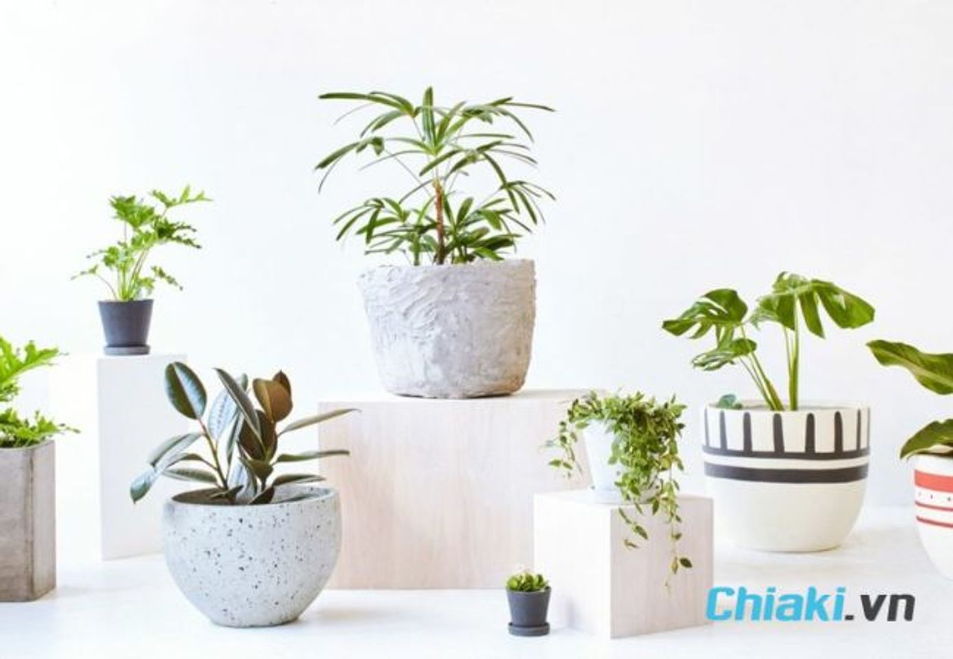 Qu&agrave; tặng sinh nhật cho đ&agrave;n &ocirc;ng 40 tuổi - C&acirc;y cảnh để b&agrave;n