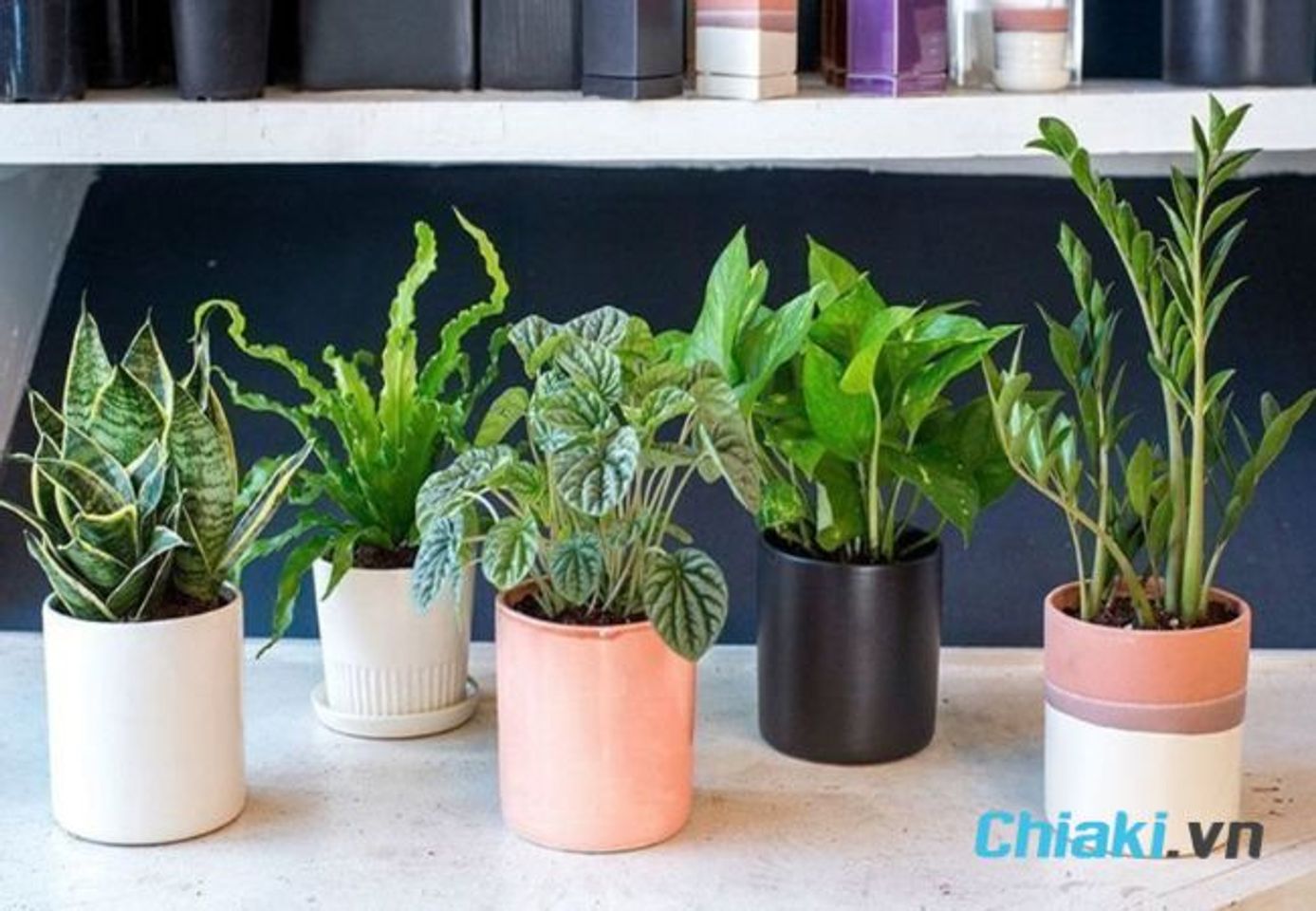 Qu&agrave; tặng sinh nhật cho nam 30 tuổi - Chậu c&acirc;y để b&agrave;n