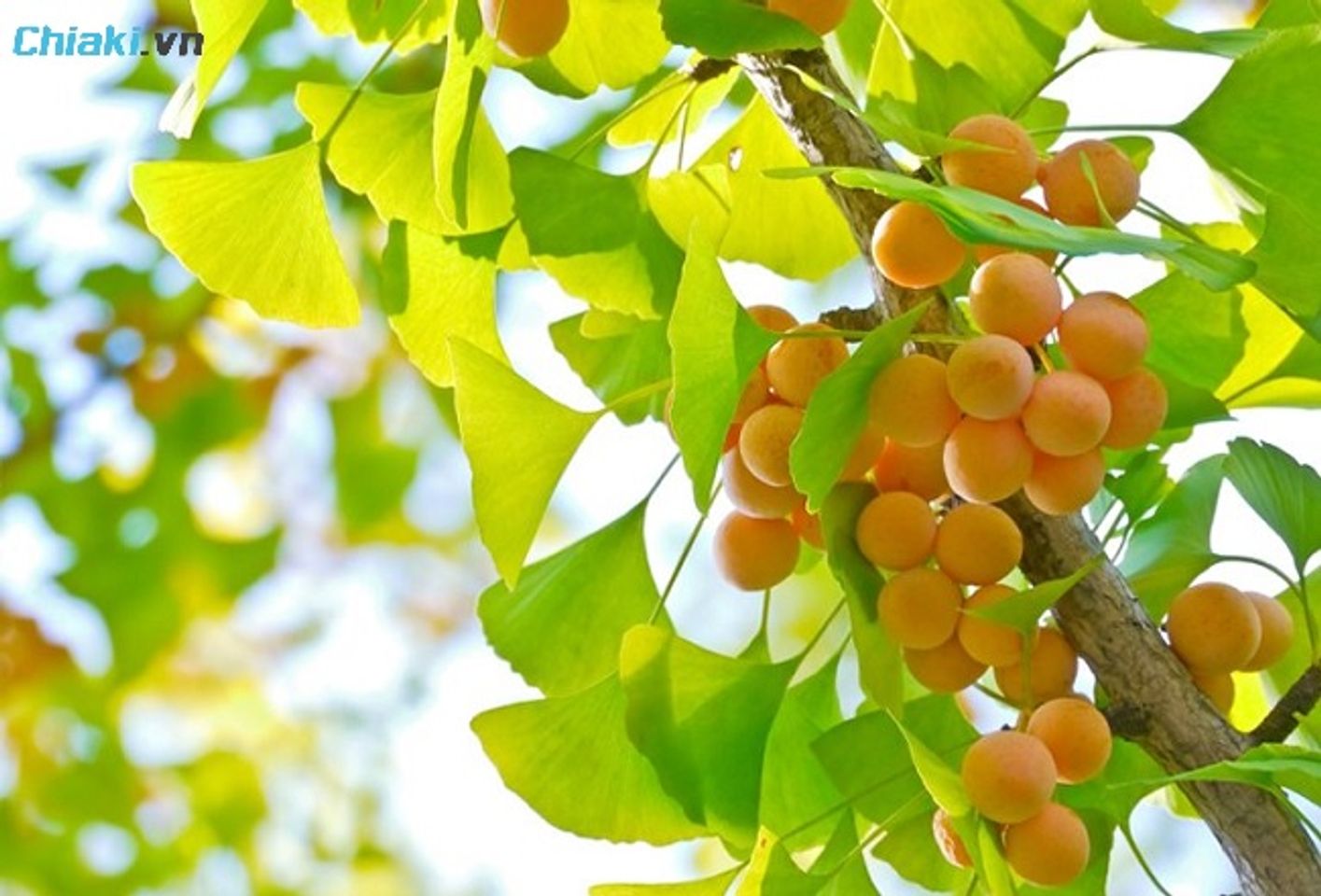 Ginkgo biloba c&oacute; khả năng tăng tuần ho&agrave;n m&aacute;u n&atilde;o, cải thiện tr&iacute; nhớ v&agrave; sự minh mẫn.