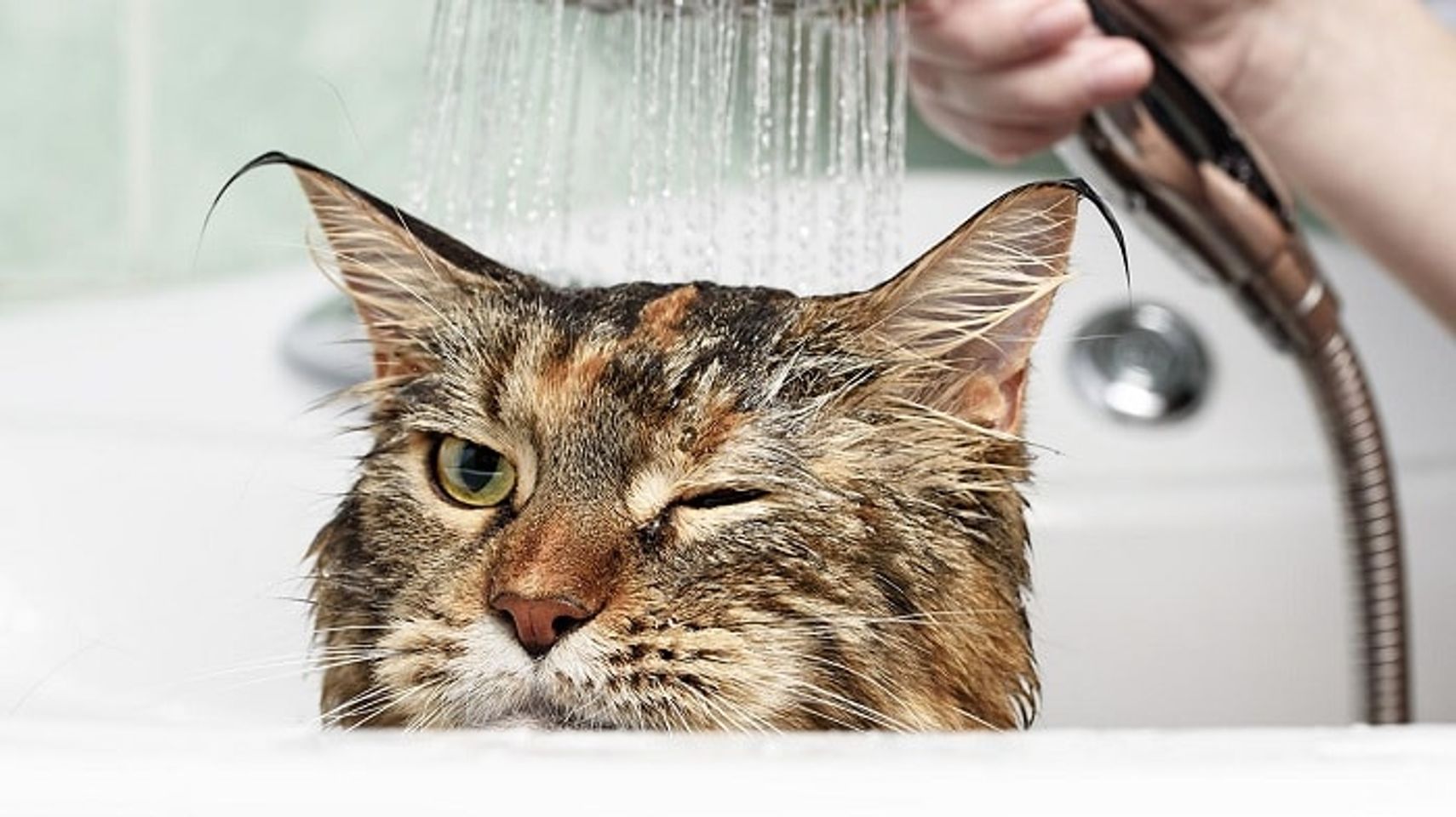 Voucher tắm vệ sinh trọn gói cho chó mèo lông ngắn 5 đến 7kg 1