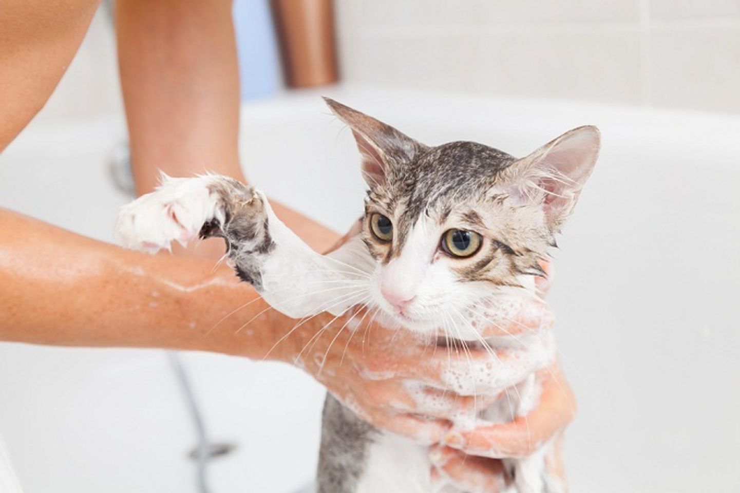 Voucher tắm và vệ sinh cho chó mèo lông ngắn dưới 2kg 1