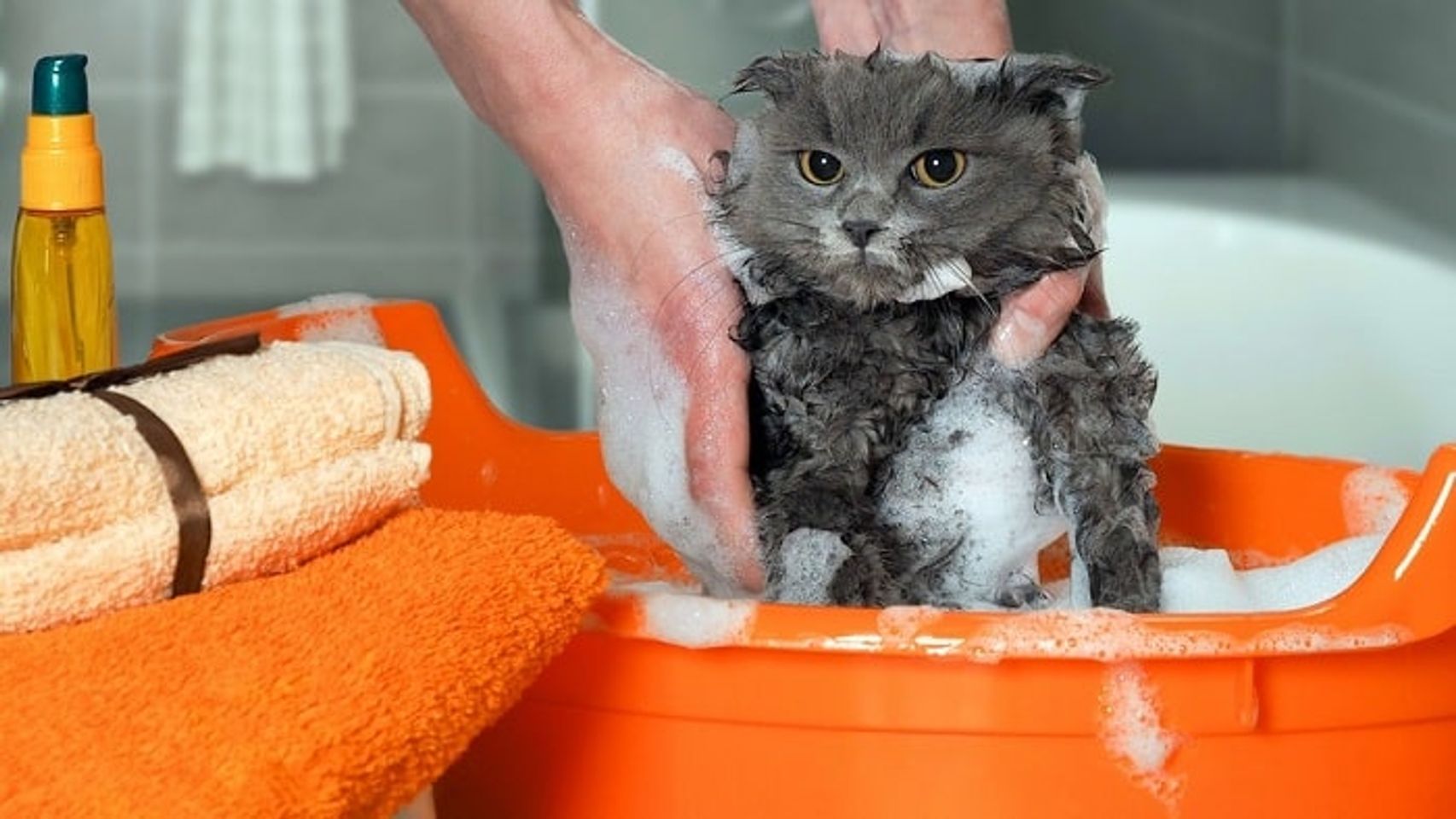 Voucher tắm và vệ sinh trọn gói cho chó mèo lông ngắn 2 – 3kg 1