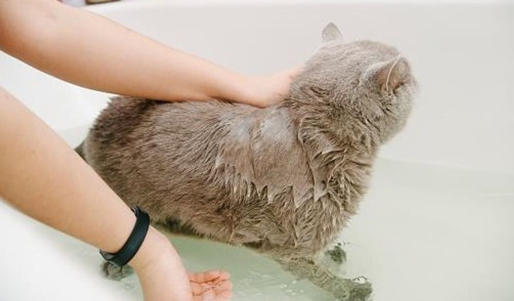 Voucher tắm và vệ sinh trọn gói cho chó mèo lông ngắn 3 đến 5kg 1