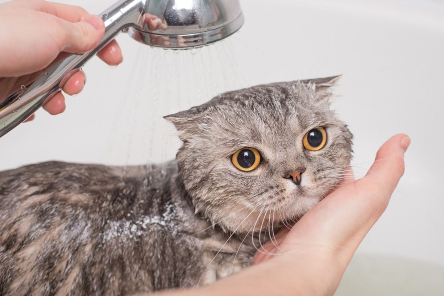Voucher tắm và vệ sinh cho chó mèo lông ngắn 25kg đến 30kg 1