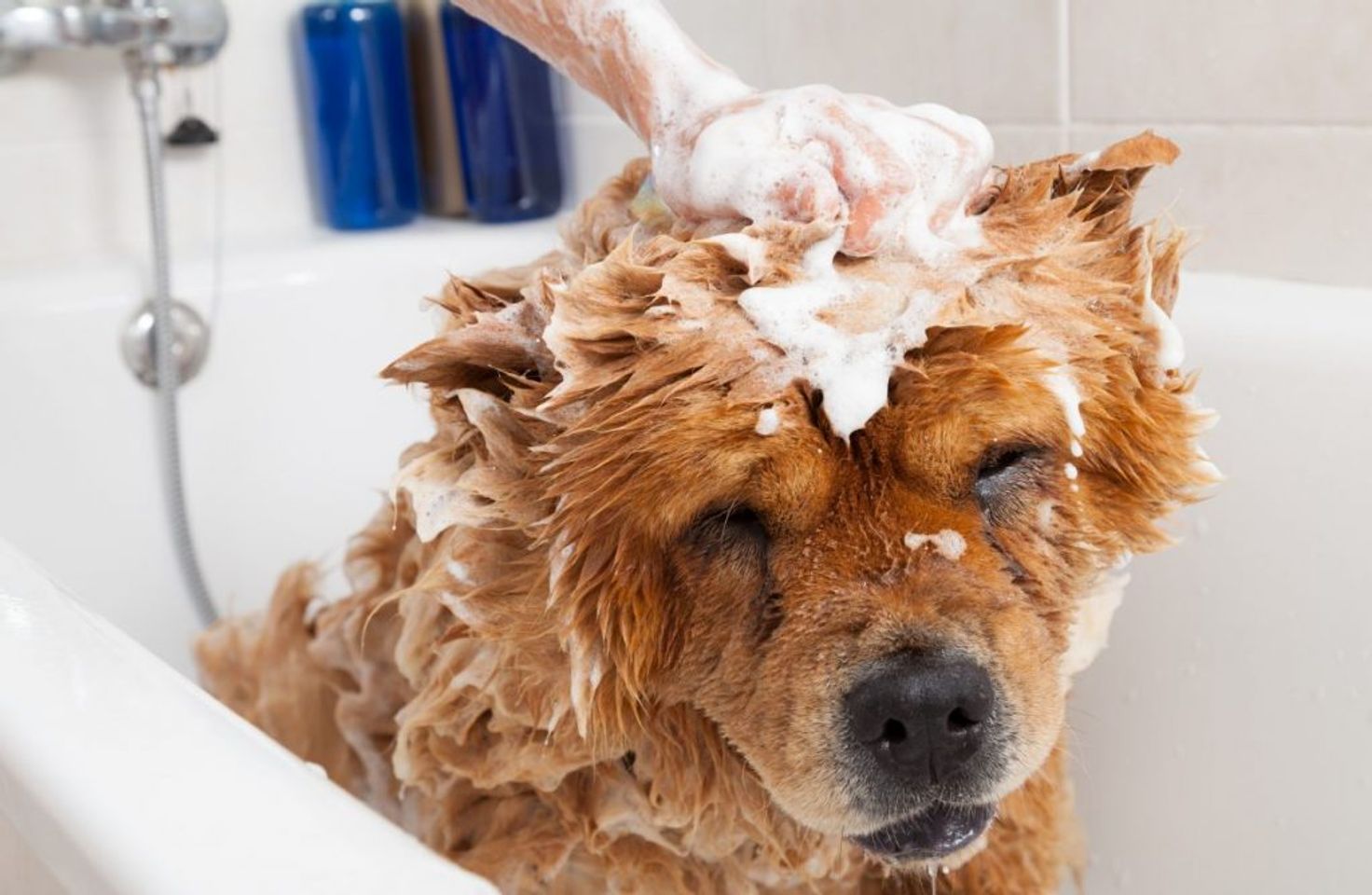Voucher tắm và vệ sinh cho chó mèo lông ngắn 25kg đến 30kg 2