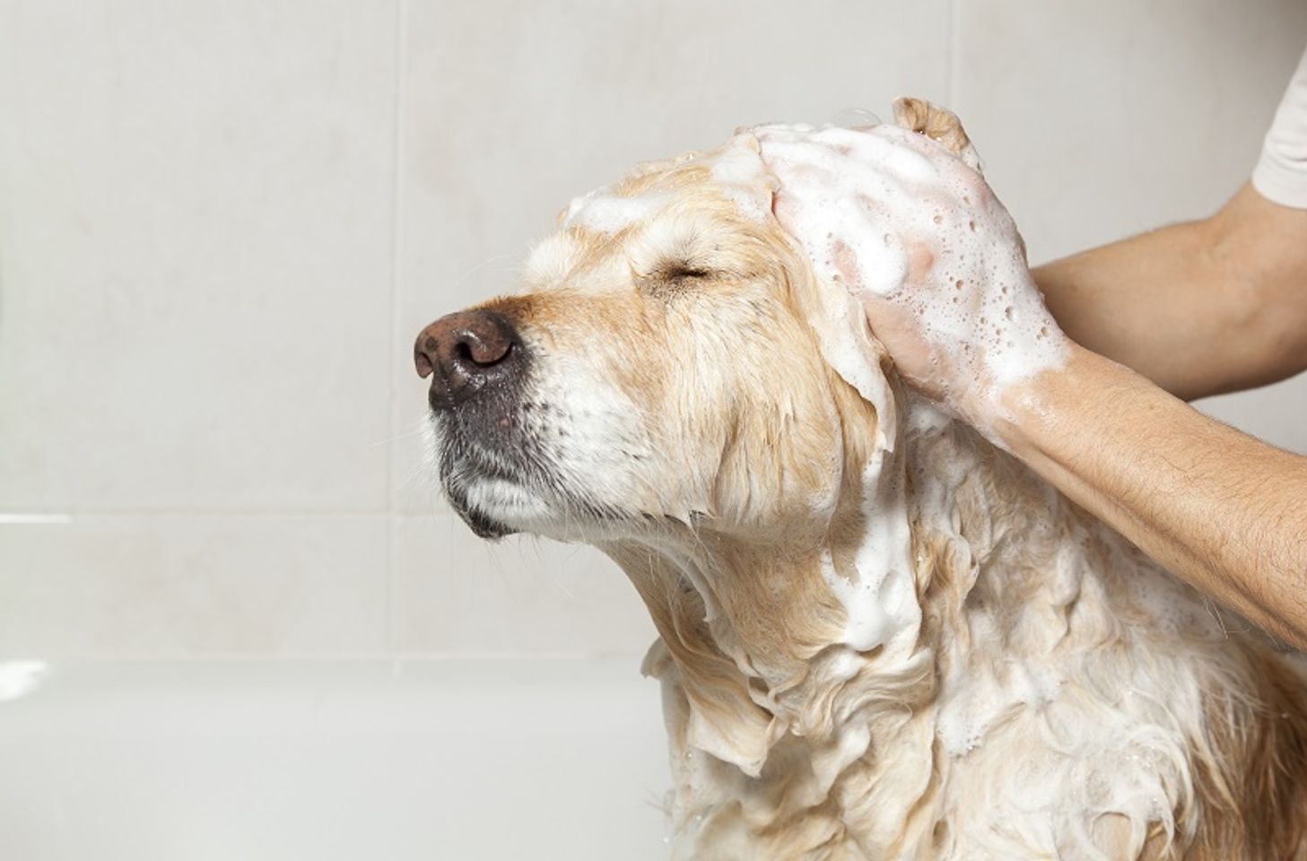 Voucher tắm vệ sinh trọn gói cho chó mèo lông dài 25kg tới 30kg 2