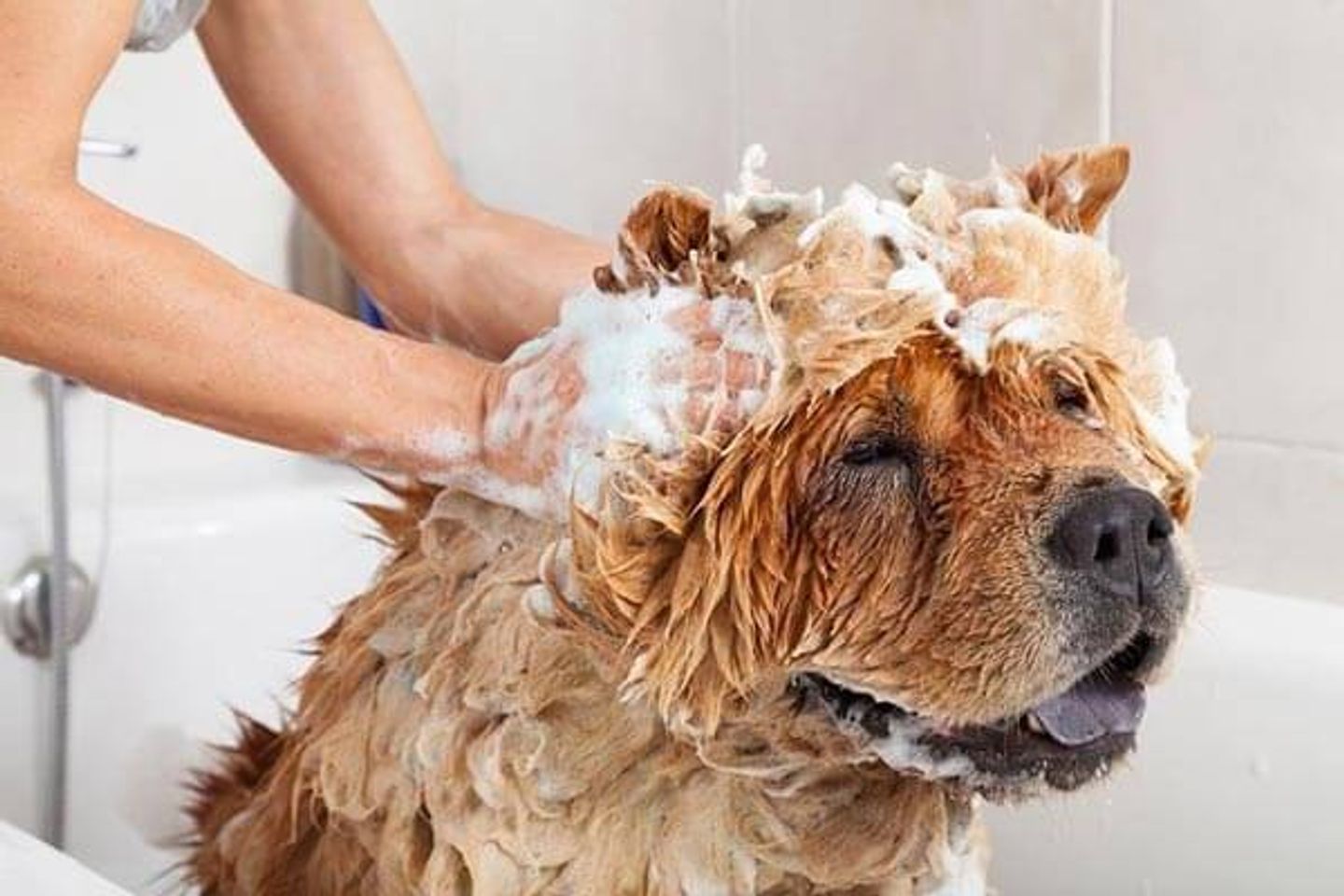 Voucher tắm, vệ sinh trọn gói chó mèo lông ngắn 15 đến 20kg 2