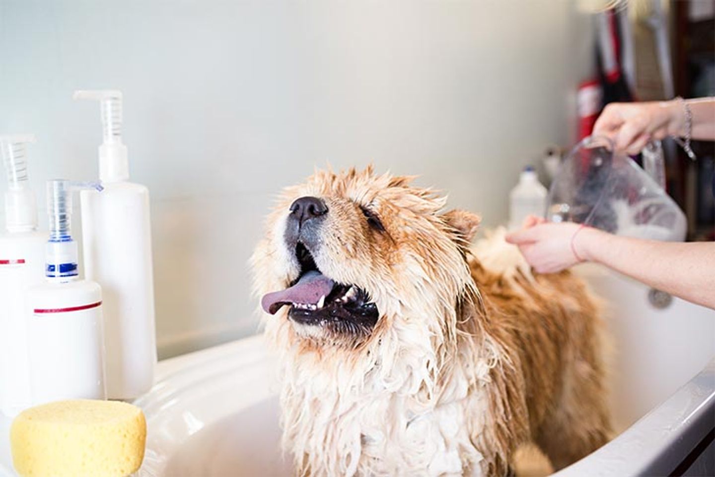 Voucher tắm, vệ sinh trọn gói chó mèo lông ngắn 20 đến 25kg 1