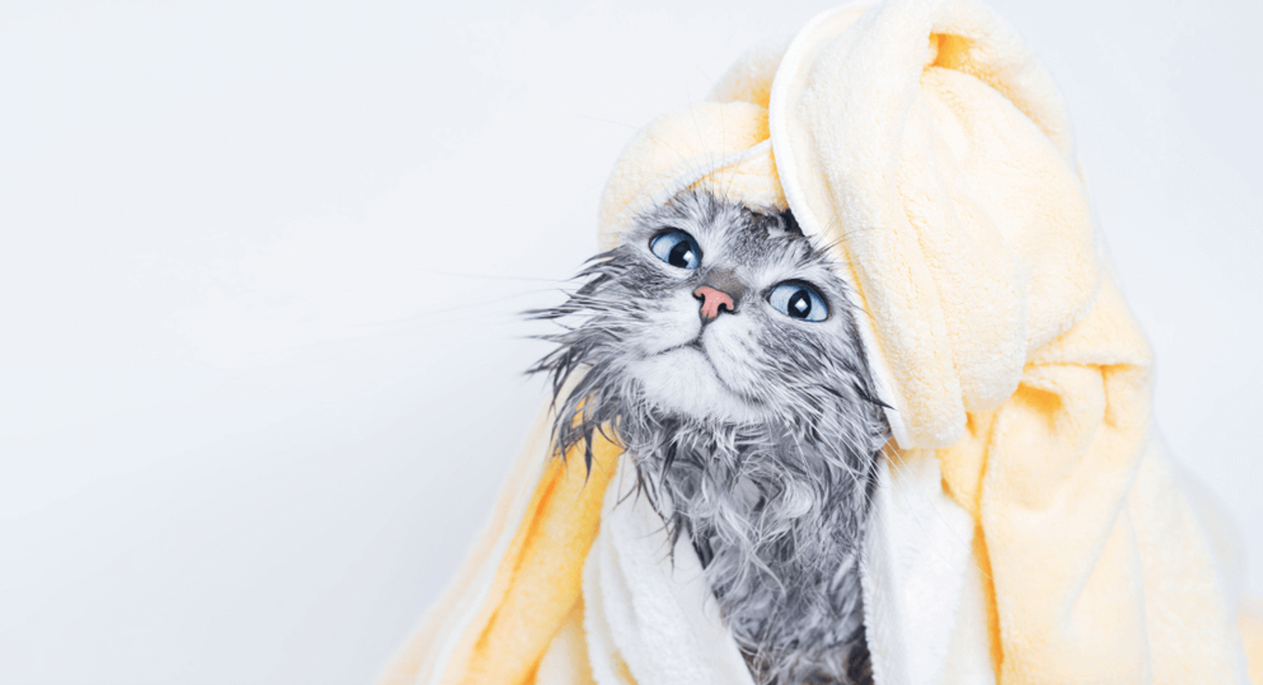 Voucher tắm và vệ sinh trọn gói cho chó mèo lông dài dưới 2kg 1