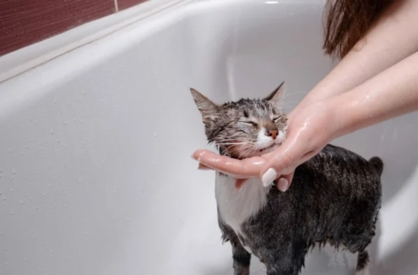Voucher tắm và vệ sinh trọn gói cho chó mèo lông dài dưới 2kg 3