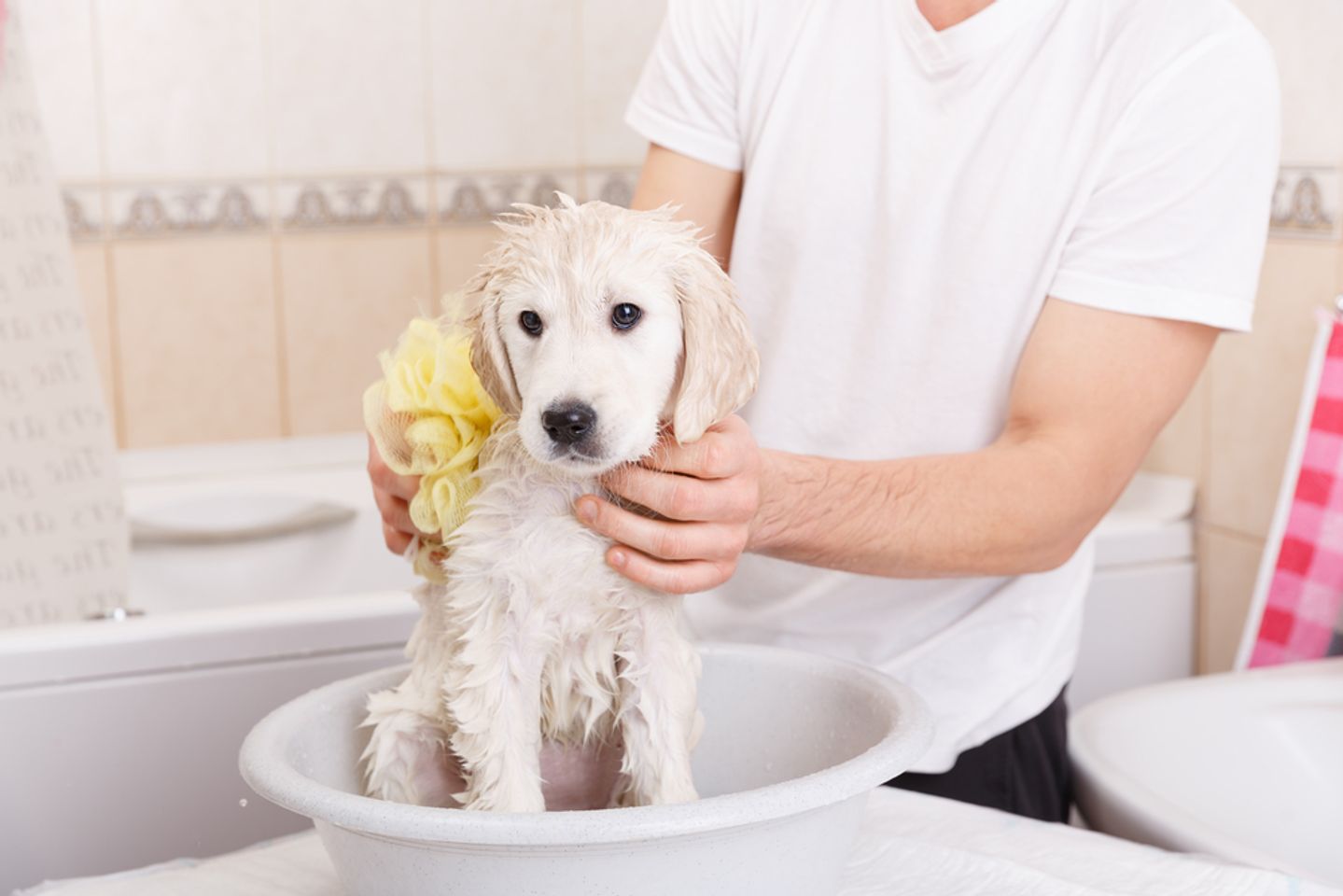 Voucher tắm vệ sinh trọn gói cho chó mèo lông dài 3kg đến 5kg 1