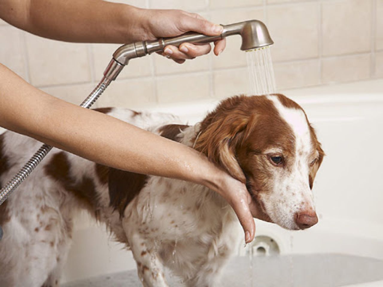 Voucher tắm vệ sinh trọn gói cho chó mèo lông dài 5kg đến 7kg 1