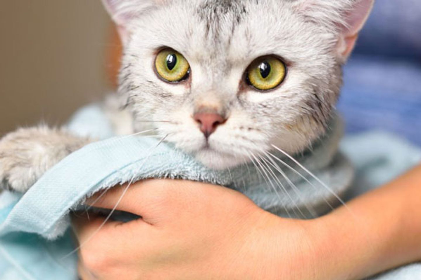 Voucher tắm vệ sinh trọn gói cho chó mèo lông dài 5kg đến 7kg 2