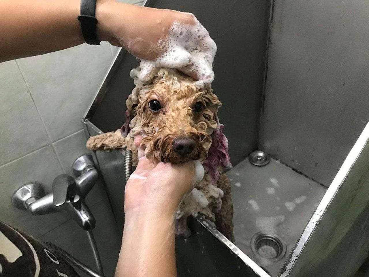 Voucher dịch vụ tắm cho chó dưới 3kg chuyên nghiệp 1