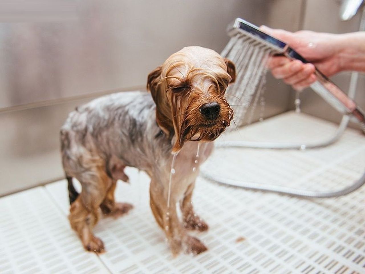 Voucher dịch vụ tắm cho chó dưới 3kg chuyên nghiệp 2