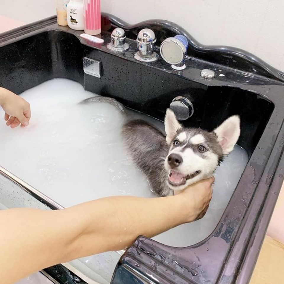 Voucher dịch vụ tắm cho chó từ 3 – 10kg chuyên nghiệp 2