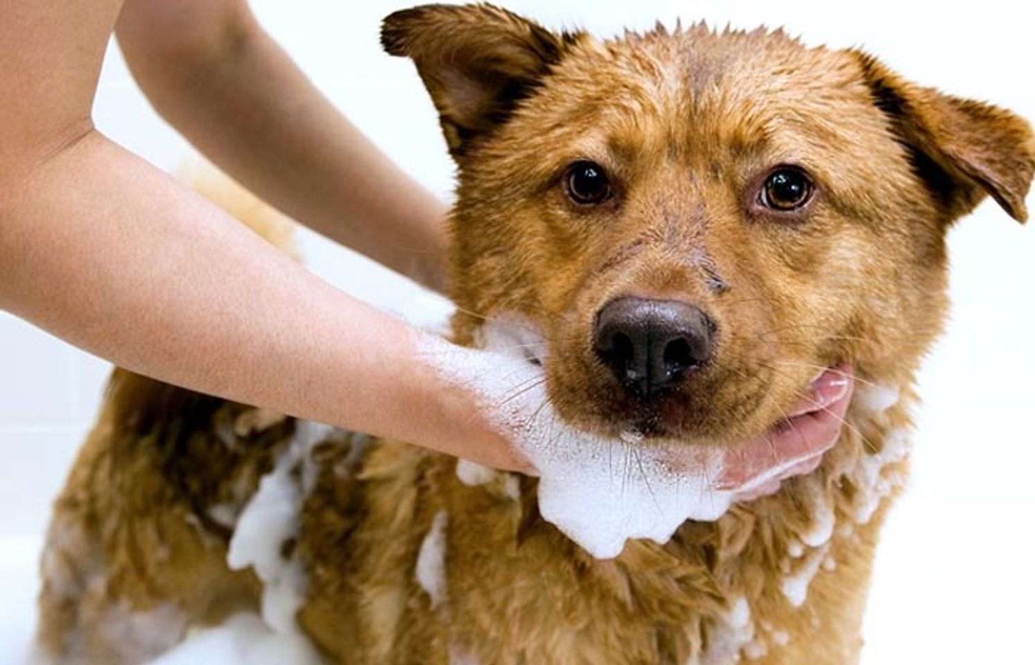 Voucher dịch vụ tắm cho chó 11 đến 20kg chuyên nghiệp 1