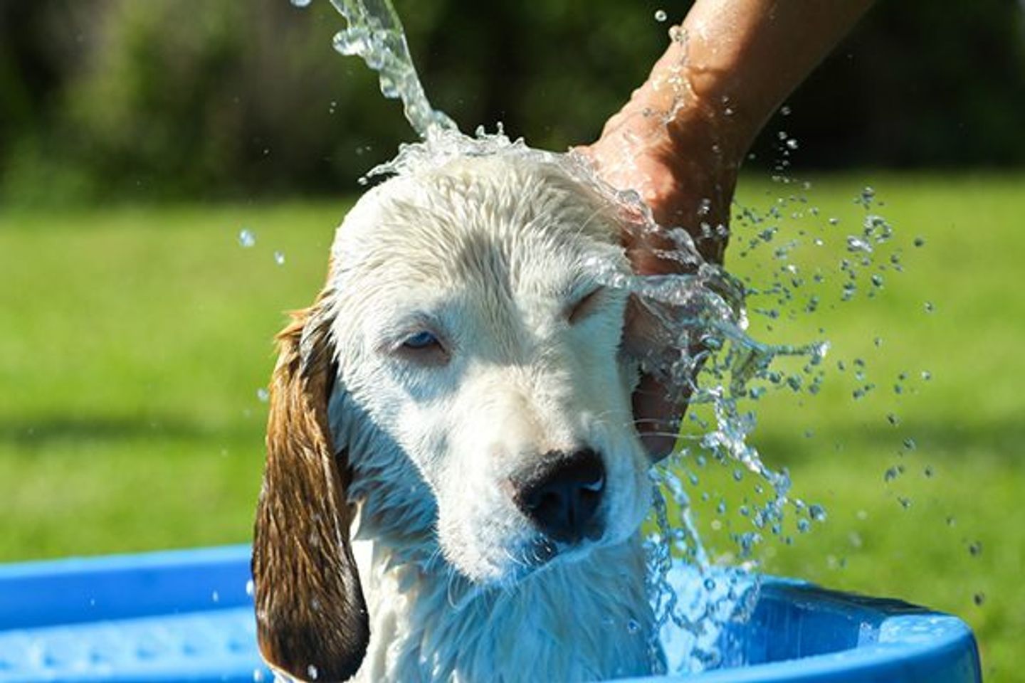 Voucher dịch vụ tắm cho chó 11 đến 20kg chuyên nghiệp 2