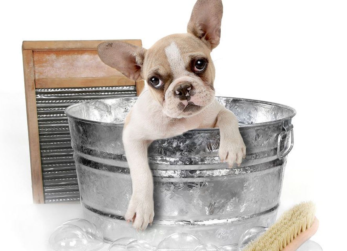 Voucher dịch vụ tắm cắt cho chó từ 3 đến 10kg 1