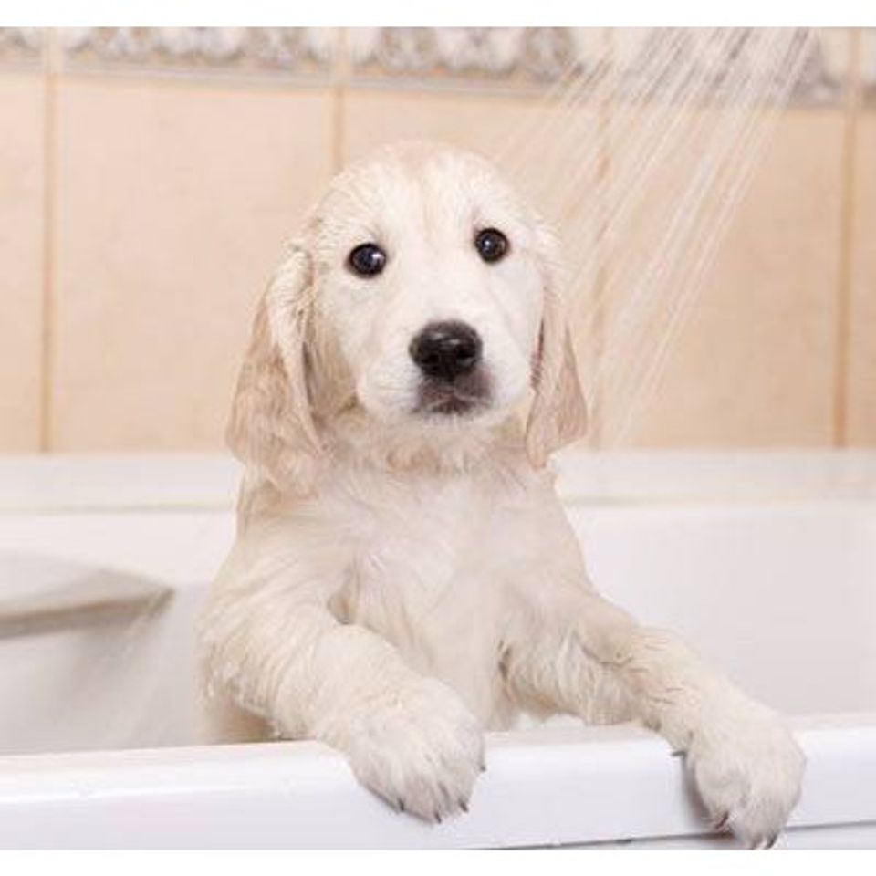 Voucher dịch vụ tắm cắt cho chó trên 30kg 2