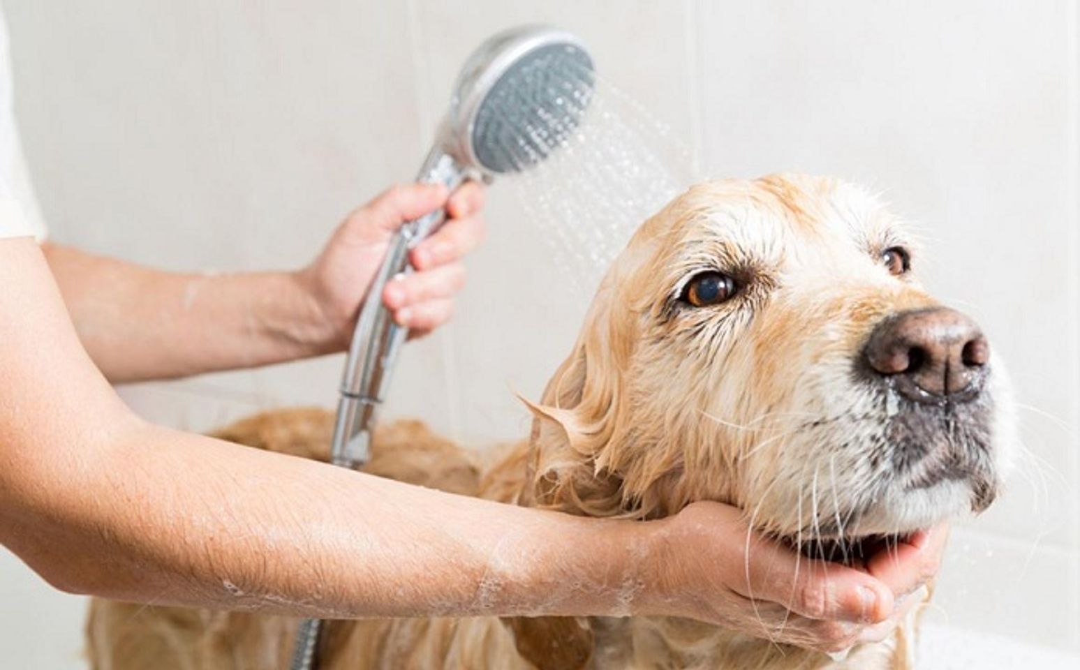 Voucher dịch vụ tắm cho chó trên 30kg theo chuẩn spa 1